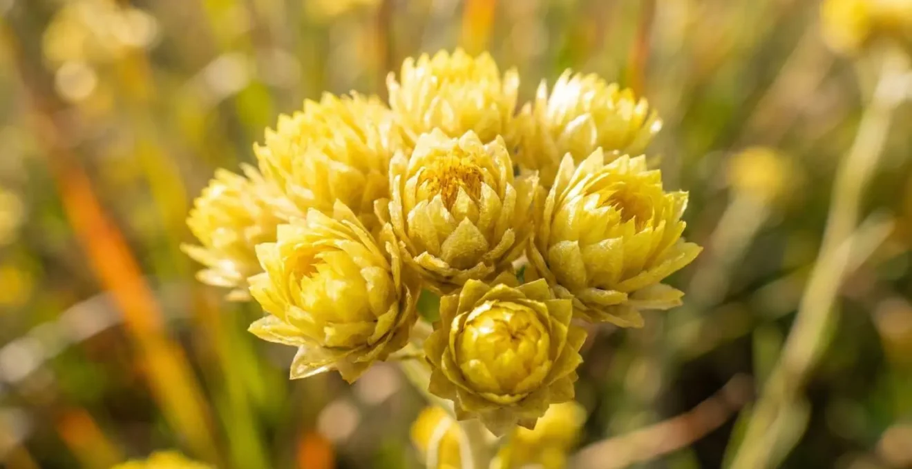 Primo piano ravvicinato di fiori gialli di elicriso immortale con sfondo naturale sfocato e luce laterale naturale